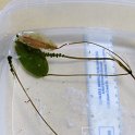 ribbon-leaf_ pondweed question